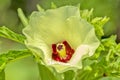 macro shot of bloomimg okra plant. Royalty Free Stock Photo