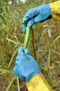 Okra plant Royalty Free Stock Photo