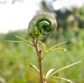 Okra plant