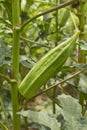 Okra plant Royalty Free Stock Photo