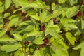 Okra plant on agriculture field Royalty Free Stock Photo