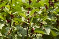 Okra plant on agriculture field Royalty Free Stock Photo