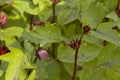 Okra plant on agriculture field Royalty Free Stock Photo