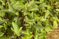 Okra plant on agriculture field Royalty Free Stock Photo