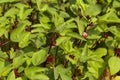 Okra plant on agriculture field Royalty Free Stock Photo