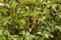 Okra plant on agriculture field Royalty Free Stock Photo