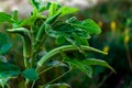 Okra plant close up organic produce food farming Royalty Free Stock Photo