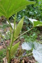 Okra plant is edible in a large pod