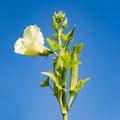 Okra plant and flower in bloom against blue sky organic produce agriculture square composition