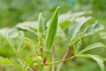 Okra plant Royalty Free Stock Photo