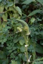 Okra plant or Lady's finge Royalty Free Stock Photo