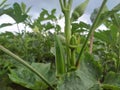 okra plant picture