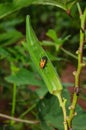 Okra Plant