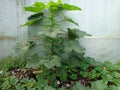 Okra plant surrounded by pumpkin leaves Royalty Free Stock Photo