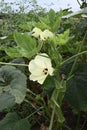 Okra Flowers and Pods