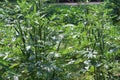 Okra plants fruit in the organic vegetable garden that is useful outdoors.