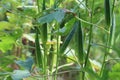 Okra plants fruit in the organic vegetable garden that is useful outdoors.