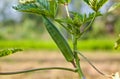 Okra on tree in garden Royalty Free Stock Photo