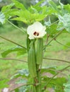 Okra on tree in garden