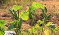 Okra, variety of herb green bloom and leaf Royalty Free Stock Photo