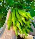 okra is a vegetable used for cooking. Thai food has no taste but smells of vegetables.