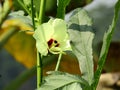 The okra vagetable flower