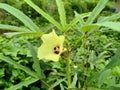 okra yellow red flower with big ant green leaf Royalty Free Stock Photo