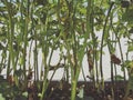 Okras / Ladyfinger plants