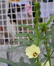 Okra or lady finger  plant with fruits and flower Royalty Free Stock Photo