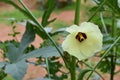 Okra or lady finger  plant with fruits and flower Royalty Free Stock Photo