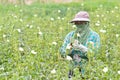 Okras with raw Okra in farm ( Lady Fingers ) Royalty Free Stock Photo