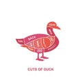 vector illustration guide Meat cuts set. Duck Butcher Poster Royalty Free Stock Photo