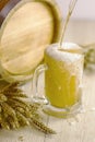 Oktoberfest. Beer is poured into glass of foam leaking against the background of barrel of wheat