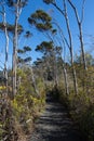 Okura bush walk trail, North Shore, New Zealand