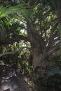 Okura bush walk trail, North Shore, New Zealand