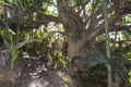 Okura bush walk trail, North Shore, New Zealand