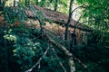 Old abandoned overgrown house in the forest Royalty Free Stock Photo