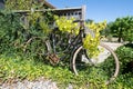 Old abandoned bike covered in plants Royalty Free Stock Photo