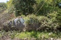 Old abandoned car covered in undergrowth. Vehicle reclaimed by nature Royalty Free Stock Photo