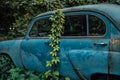 The old abandoned car was overgrown with vegetation Royalty Free Stock Photo