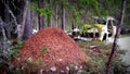 Old abandoned car wreck and termite mound in the Swedish forest Royalty Free Stock Photo