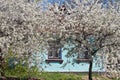 Old abandoned country house, garden with sour cherry trees in generous blossom enjoy soft sunshine