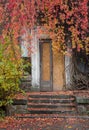 old abandoned door, concrete steps and a wall of a house wrapped in orange. red, green autumn leaves Royalty Free Stock Photo