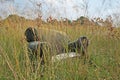 OLD ABANDONED EASY CHAIR IN LONG GRASS Royalty Free Stock Photo