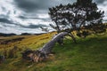 Old Abandoned Fallen Larch Pine Tree. Strong wind has taken this tree down Royalty Free Stock Photo