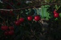 In an old abandoned garden, a wide green tree grows with red berries of a cherry on gray thin branches Royalty Free Stock Photo