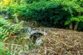 Old abandoned Genovese bridge in Corsica - 1 Royalty Free Stock Photo