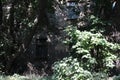 An old abandoned house in the garden with a lattice in a broken window in trees with shrubs