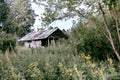 Old abandoned house among the lush summer greenery in the forest Royalty Free Stock Photo