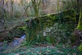 Old abandoned house overgrown with vegetation in the forest Royalty Free Stock Photo